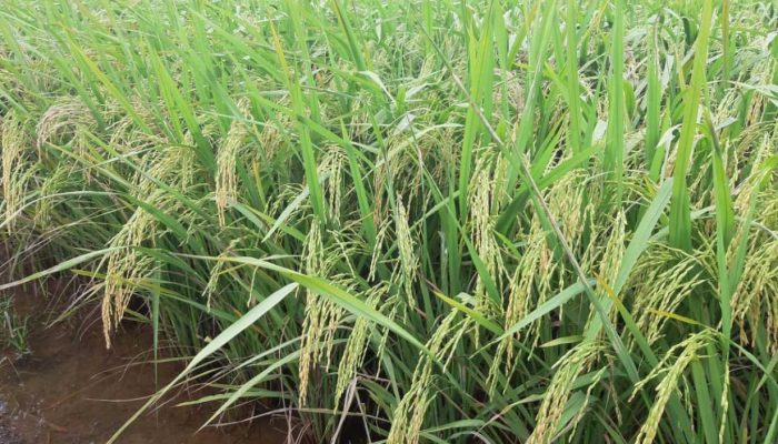 Produksi Pertanian Kalbar Naik di Awal Tahun, Ini Faktornya