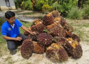 Harga TBS Sawit di Kalbar Naik, Petani Akhirnya Bisa Bernapas Lega